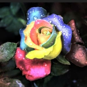 Meet your Posher, Racie